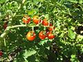 currant tomato
